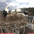 11_55-nest.jpg