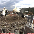 12_00-nest.jpg