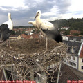12_05-nest.jpg