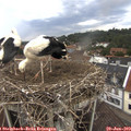 12_10-nest.jpg
