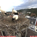12_15-nest.jpg