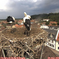 12_20-nest.jpg