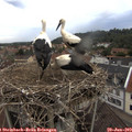 12_30-nest.jpg