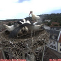 12_35-nest.jpg