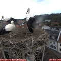 12_40-nest.jpg