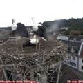 12_45-nest.jpg