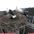 12_50-nest.jpg
