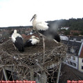12_55-nest.jpg