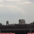 13_00-mast.jpg