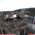 13_00-nest.jpg