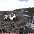 13_05-nest.jpg
