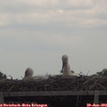 13_10-mast.jpg