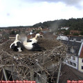 13_10-nest.jpg