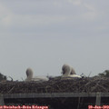13_15-mast.jpg