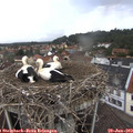 13_15-nest.jpg