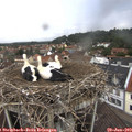 13_20-nest.jpg