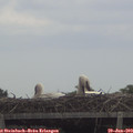 13_25-mast.jpg