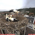 13_25-nest.jpg