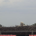13_30-mast.jpg
