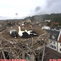 13_30-nest.jpg