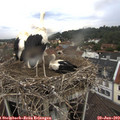 13_45-nest.jpg