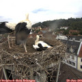 13_50-nest.jpg