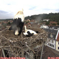 13_55-nest.jpg