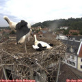 14_00-nest.jpg