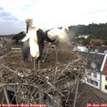 14_05-nest.jpg