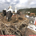 14_15-nest.jpg