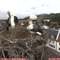 14_25-nest.jpg