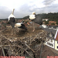 14_30-nest.jpg