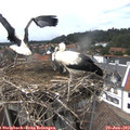 14_35-nest.jpg