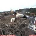 14_40-nest.jpg