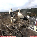 14_45-nest.jpg