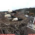 14_50-nest.jpg