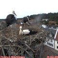 14_55-nest.jpg