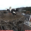 15_00-nest.jpg