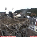 15_05-nest.jpg