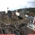 15_15-nest.jpg