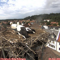 15_20-nest.jpg