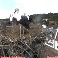 15_35-nest.jpg