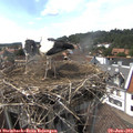 15_40-nest.jpg
