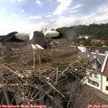 15_45-nest.jpg
