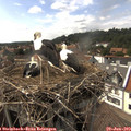 15_50-nest.jpg