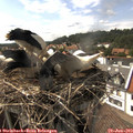 15_55-nest.jpg