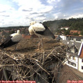 16_00-nest.jpg