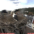16_05-nest.jpg