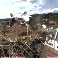 16_10-nest.jpg