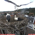 16_15-nest.jpg